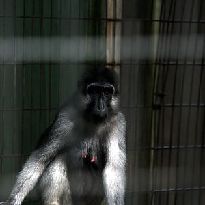 booted or gray-armed macaque (Macaca ochreata)