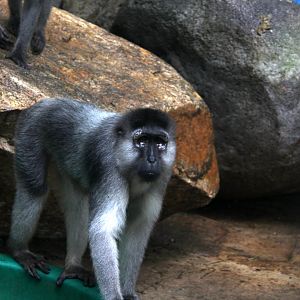 booted or gray-armed macaque (Macaca ochreata)