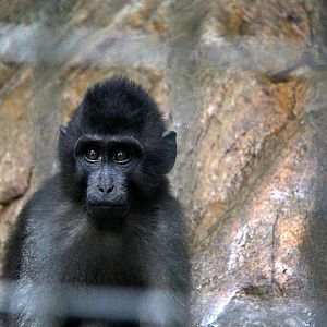 booted or gray-armed macaque (Macaca ochreata)