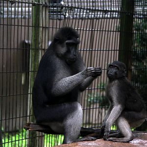 booted or gray-armed macaque (Macaca ochreata)