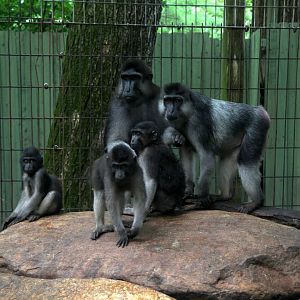 booted or gray-armed macaque (Macaca ochreata)