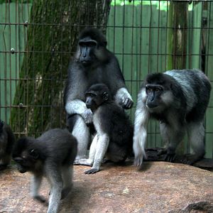 booted or gray-armed macaque (Macaca ochreata)