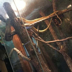 Cook's Tree Boa | Henry Vilas Zoo