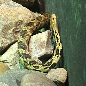 Western Fox Snake | Henry Vilas Zoo