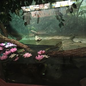 Green Anaconda Exhibit | Henry Vilas Zoo