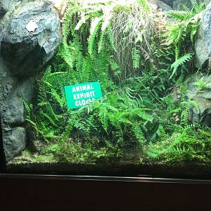 Old Timber Rattlesnake Exhibit | Henry Vilas Zoo