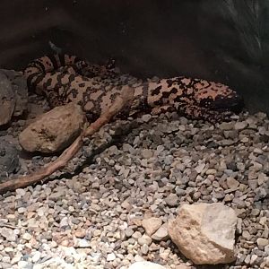 Gila Monster | Henry Vilas Zoo