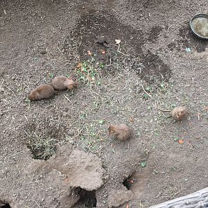 Prairie Dogs | Henry Vilas Zoo