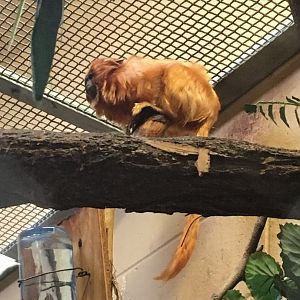 Golden Lion Tamarin | Henry Vilas Zoo