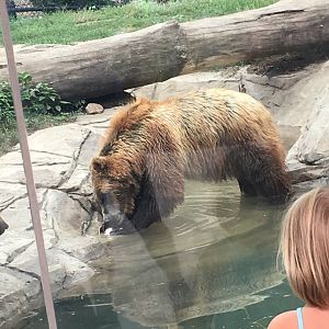 Ash | Henry Vilas Zoo