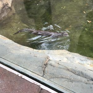 North American River Otter | Henry Vilas Zoo