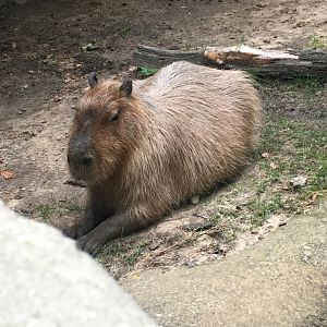 Capybara | Henry Vilas Zoo