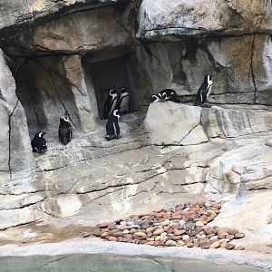 African Black-Footed Penguins | Henry Vilas Zoo