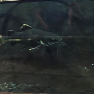 Red-Tailed Catfish | Henry Vilas Zoo