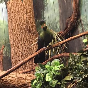 Turaco | Henry Vilas Zoo