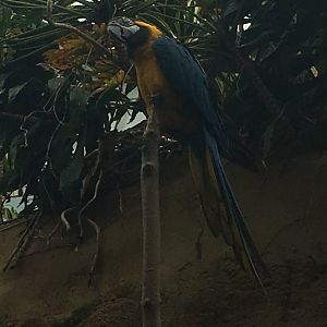 Blue-and-Gold Macaw | Henry Vilas Zoo