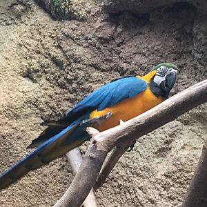 Blue-and-Gold Macaw | Henry Vilas Zoo