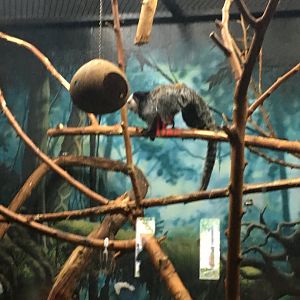 Geoffroy's Marmoset | Henry Vilas Zoo