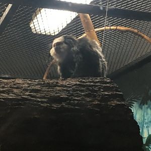 Geoffroy's Marmoset | Henry Vilas Zoo