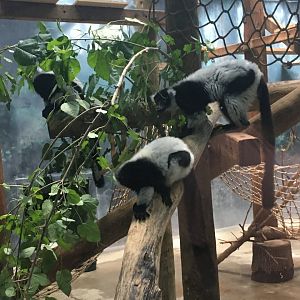 Black-and-White Ruffed Lemur | Henry Vilas Zoo