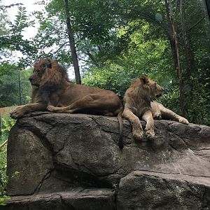 Pelo and Son | Henry Vilas Zoo