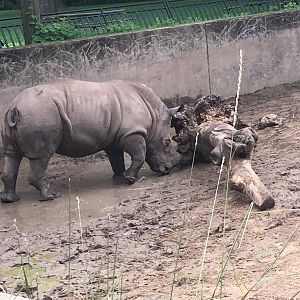 Harmon | Henry Vilas Zoo