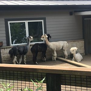 Alpacas | Henry Vilas Zoo