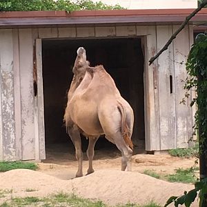 Booger | Henry Vilas Zoo