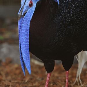 Bulwer's Pheasant (Lophura bulweri), August 2018