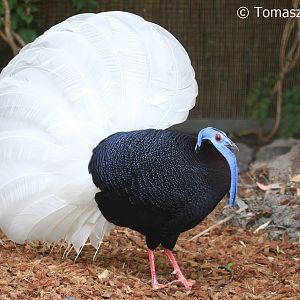 Bulwer's Pheasant (Lophura bulweri), August 2018