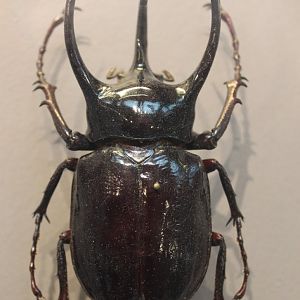 Chalcosoma atlas