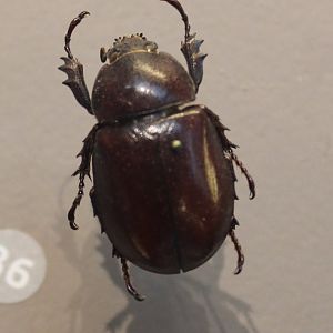 Xylotrupes socrates tonkinensis