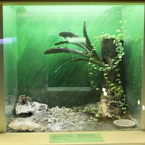Tarantula-enclosure