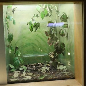 Stick insect-enclosure