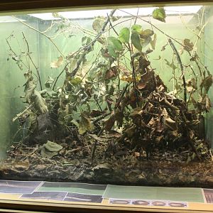 Enclosure newly discribed stick insect-species and subspecies
