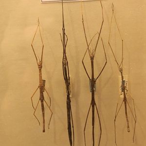 Cirsia - stick insects