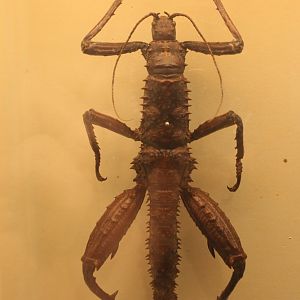 Eurycantha calcarata
