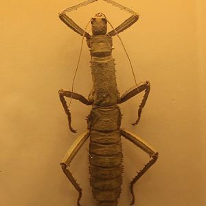 Eurycantha coriacea
