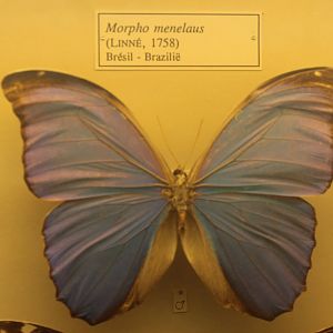 Morpho menelaus