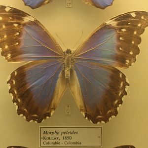 Morpho peleides
