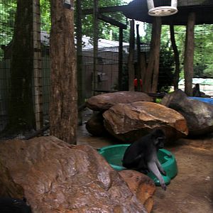 Giant Eland booted or gray-armed macaque (Macaca ochreata) exhibit