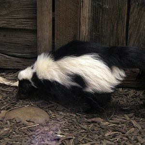 striped skunk (Mephitis mephitis)