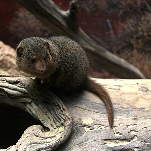 common dwarf mongoose (Helogale parvula)