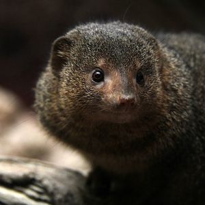 common dwarf mongoose (Helogale parvula)