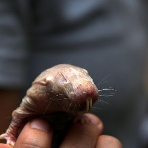 naked mole-rat (Heterocephalus glaber)