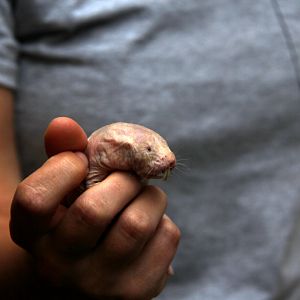 naked mole-rat (Heterocephalus glaber)