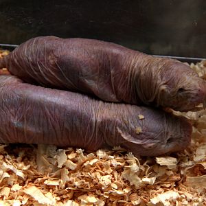 naked mole-rat (Heterocephalus glaber)