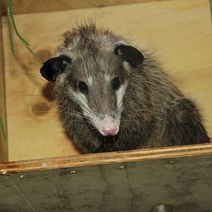 common opossum (Didelphis marsupialis)