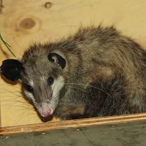 common opossum (Didelphis marsupialis)