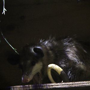 common opossum (Didelphis marsupialis)